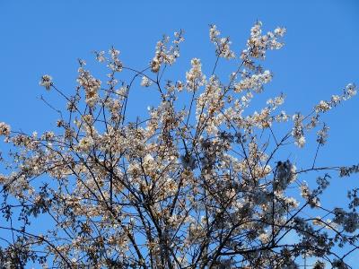 ヒマラヤザクラと青空